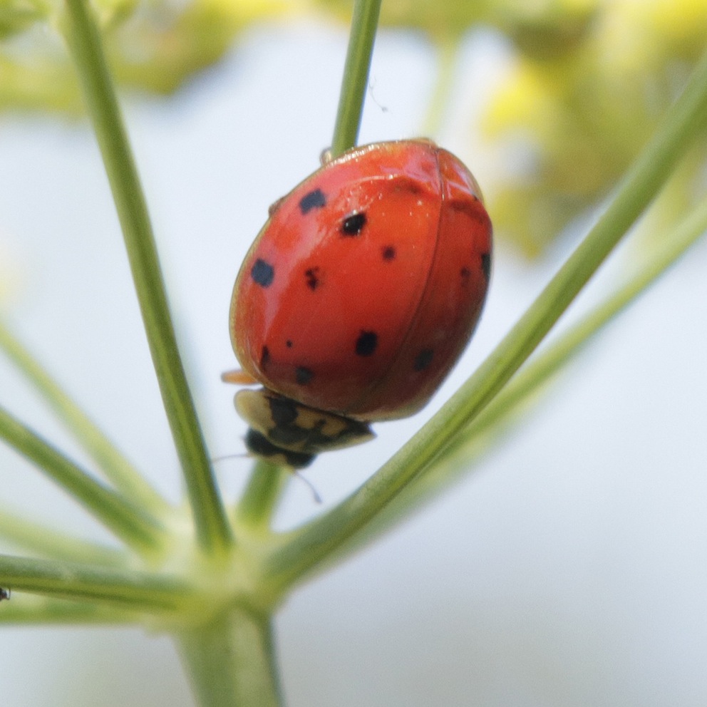 Harmonia axyridis ?  S !